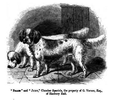 Clumber Spaniel — photo de la race de chien originaire de Angleterre (1)