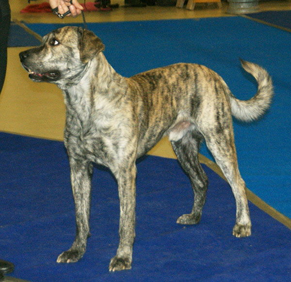 Cao fila de São Miguel — photo de la race de chien originaire de Portugal (3)
