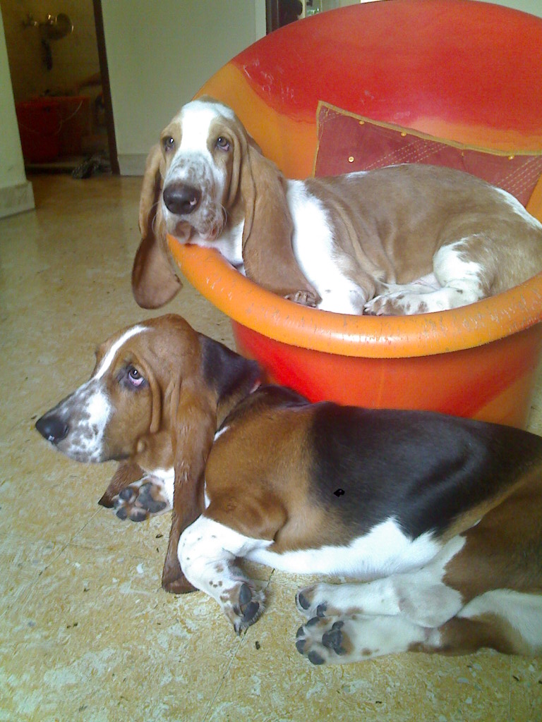 Basset hound — photo de la race de chien originaire de France (1)