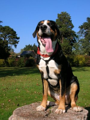 Grand bouvier suisse