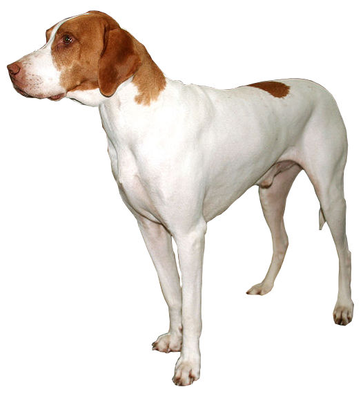 Braque Saint-Germain — photo de la race de chien originaire de France (4)