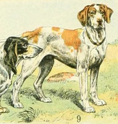 Braque Saint-Germain — photo de la race de chien originaire de France (1)