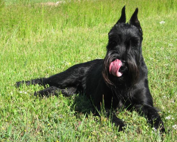 Schnauzer moyen — photo de la race de chien originaire de Allemagne (6)
