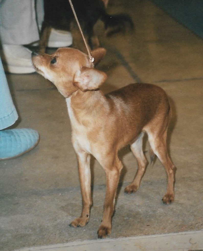 Russkiy Toy — photo de la race de chien originaire de Russie (6)