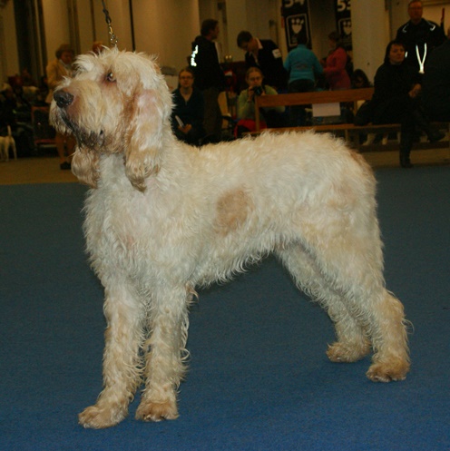 Grand Griffon vendéen — photo de la race de chien originaire de France (3)