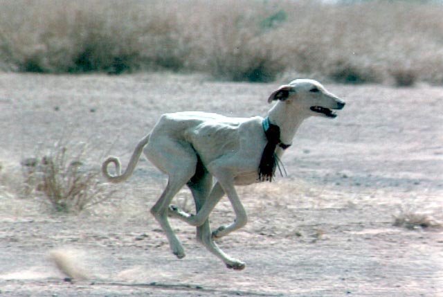 Azawakh — photo de la race de chien originaire de Mali (2)