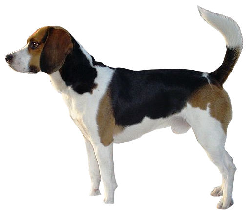 Beagle-harrier — photo de la race de chien originaire de France (1)