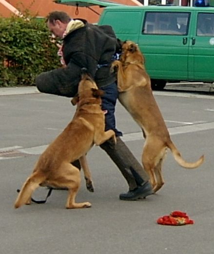 Berger belge Malinois — photo de la race de chien originaire de Belgique (5)