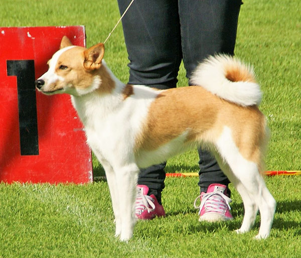 Spitz de Norrbotten — photo de la race de chien originaire de Suède (5)