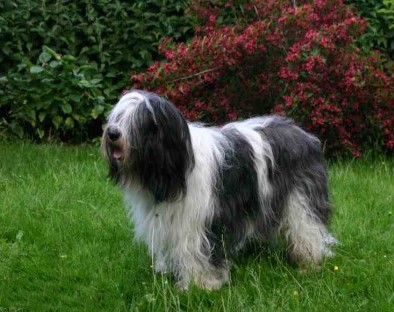 Berger polonais de plaine — photo de la race de chien originaire de Pologne (1)