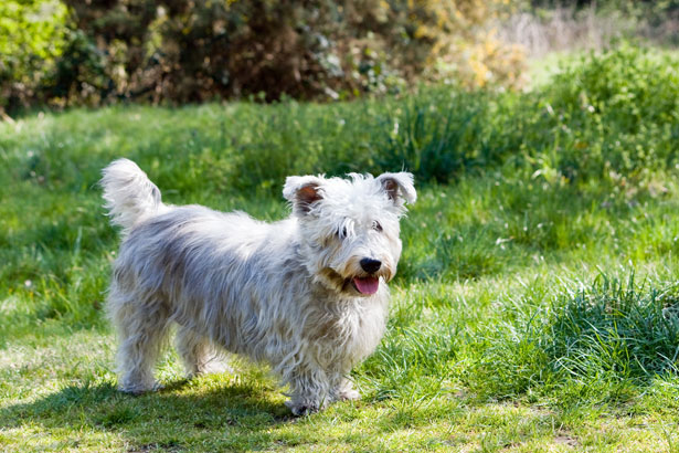 Terrier Irlandais Glen of Imaal — photo de la race de chien originaire de Irlande (5)
