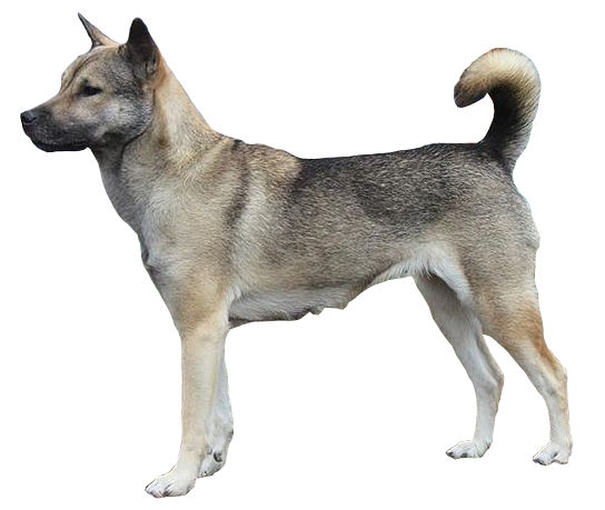 Kishu — photo de la race de chien originaire de Japon (1)