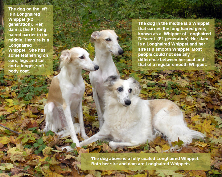 Whippet — photo de la race de chien originaire de Angleterre (1)