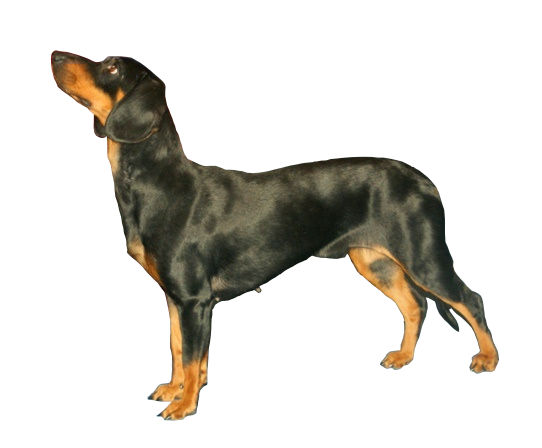 Chien courant slovaque — photo de la race de chien originaire de Slovaquie (2)