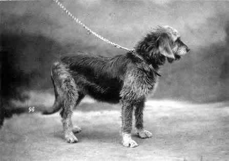 Otterhound — photo de la race de chien originaire de Royaume-Uni (1)