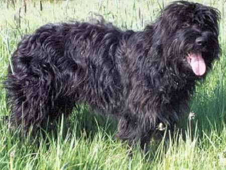 Berger portugais — photo de la race de chien originaire de Portugal (4)