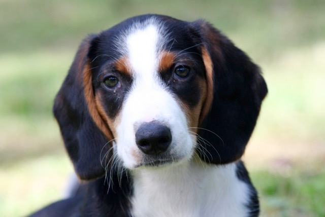 Basset de Westphalie — photo de la race de chien originaire de Allemagne (3)