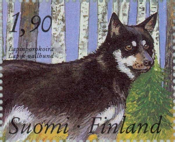 Berger finnois de Laponie — photo de la race de chien originaire de Finlande (5)