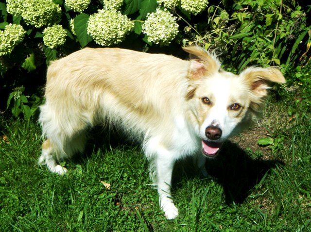 Border collie — photo de la race de chien originaire de Royaume-Uni (1)