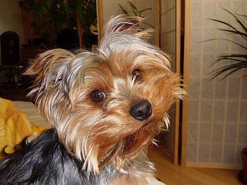 Billy — photo de la race de chien originaire de France (3)