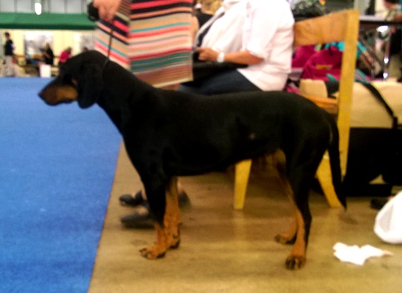Chien courant yougoslave de montagne — photo de la race de chien originaire de Monténégro (2)