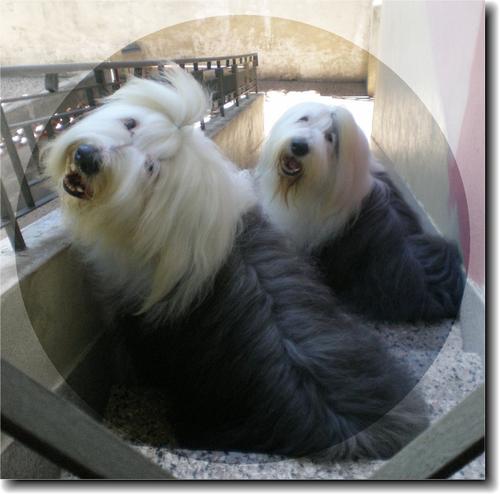 Bobtail — photo de la race de chien originaire de Angleterre (1)