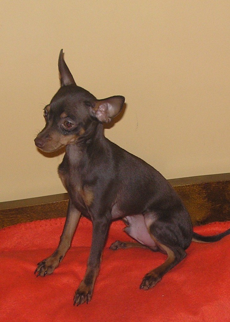 Ratier de Prague — photo de la race de chien originaire de Tchéquie (5)