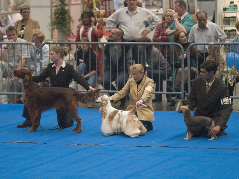 Cocker américain — photo de la race de chien originaire de États-Unis (3)