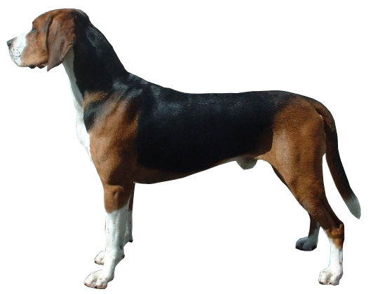 Hamilton stövare — photo de la race de chien originaire de Suède (1)