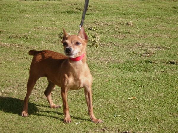 Pinscher nain — photo de la race de chien originaire de Allemagne (2)
