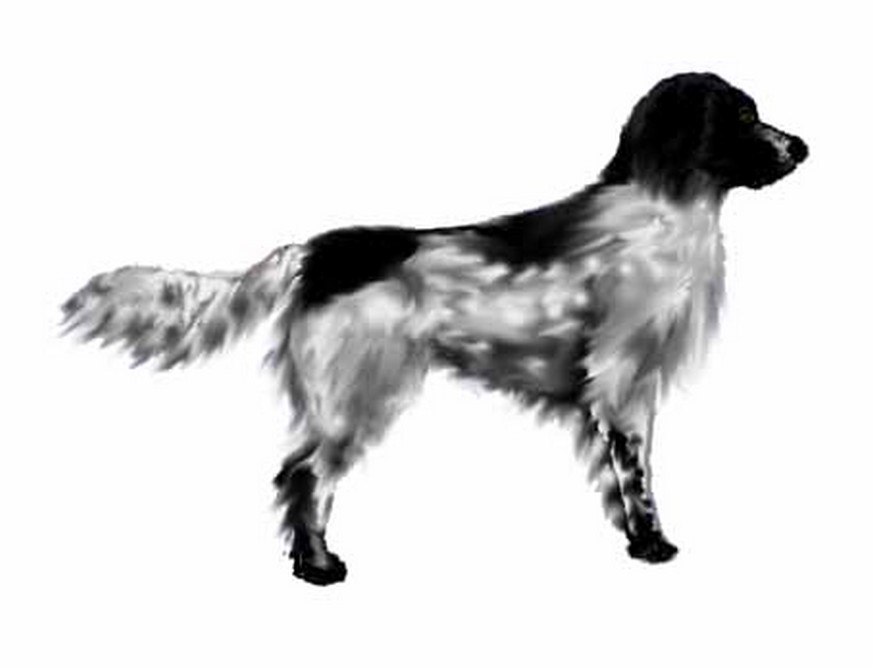 Grand épagneul de Münster — photo de la race de chien originaire de Allemagne (3)
