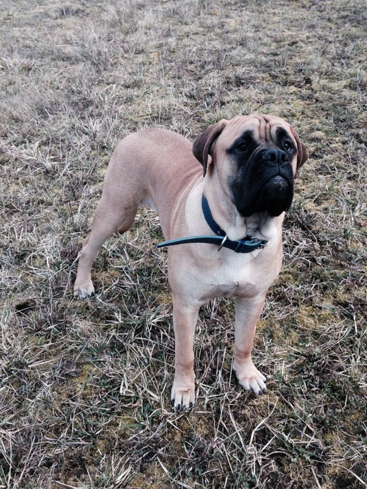 Bullmastiff — photo de la race de chien originaire de Royaume-Uni (5)