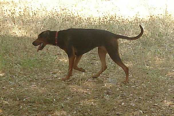 Chien courant serbe — photo de la race de chien originaire de Serbie (3)