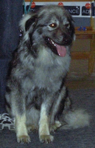 Berger du Karst — photo de la race de chien originaire de Slovénie (3)
