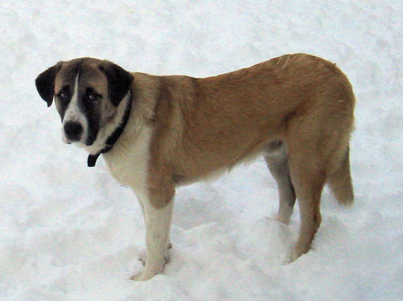 Rafeiro do Alentejo — photo de la race de chien originaire de Portugal (6)