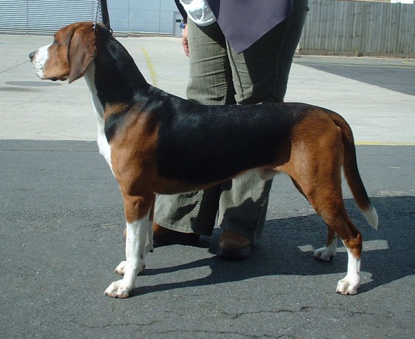 Hamilton stövare — photo de la race de chien originaire de Suède (6)