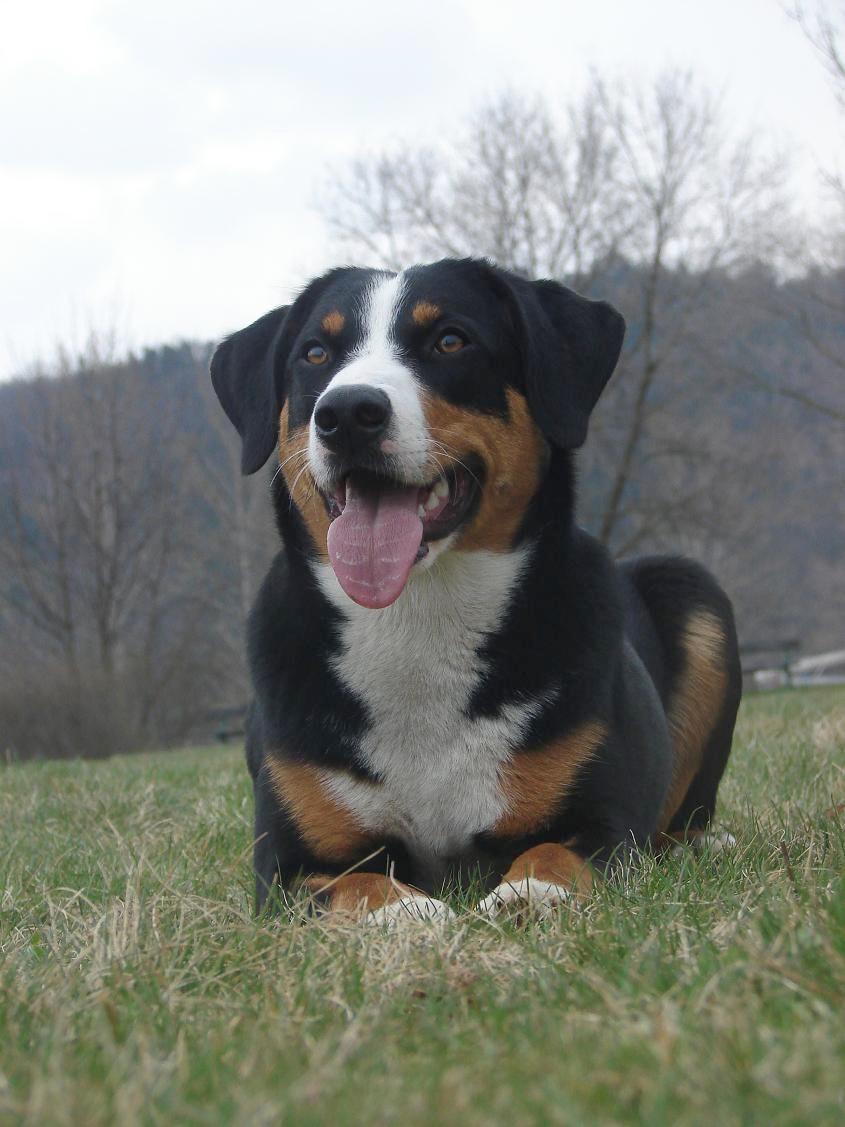 Bouvier d’Appenzell — photo de la race de chien originaire de Suisse (2)