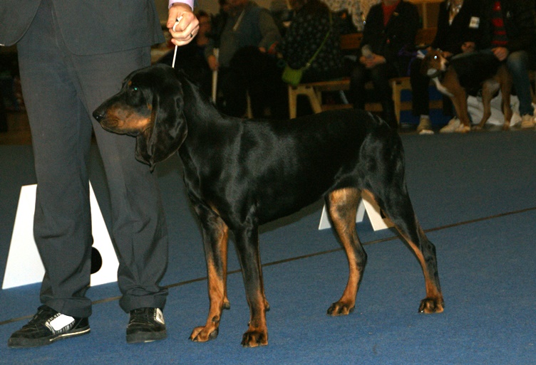 Black and tan coonhound — photo de la race de chien originaire de États-Unis (1)