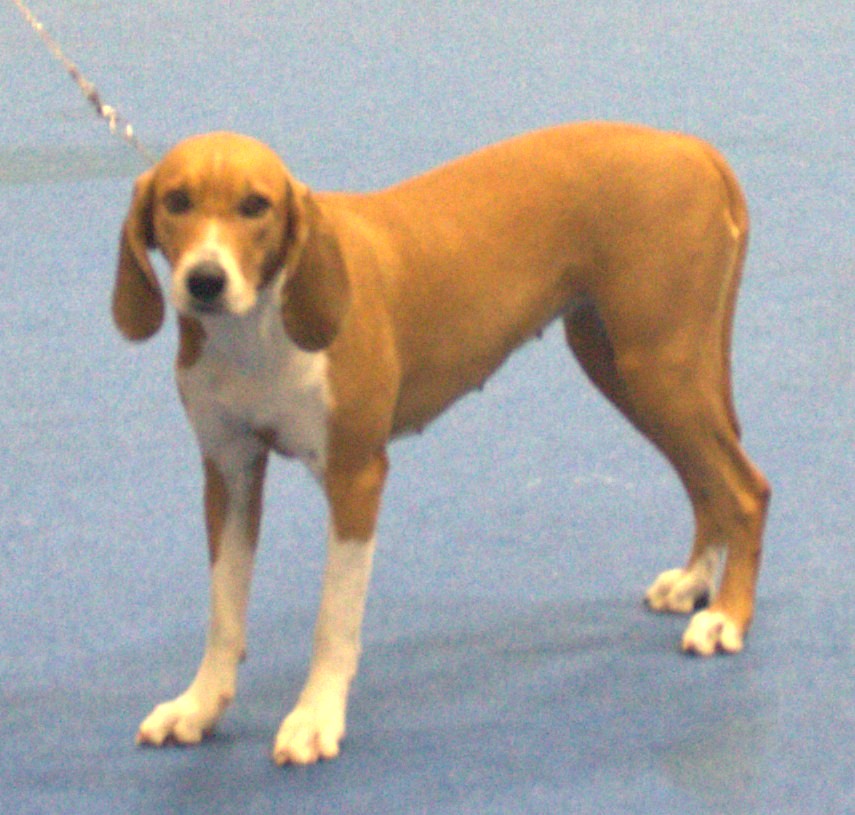 Chien courant de Hygen — photo de la race de chien originaire de Norvège (3)
