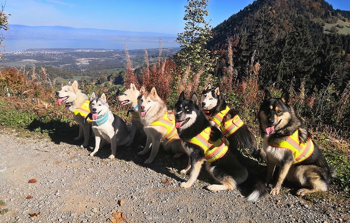 Husky sibérien — photo de la race de chien originaire de Sibérie (6)