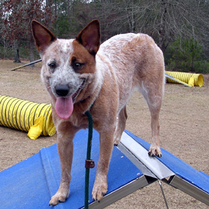 Bouvier Australien — photo de la race de chien originaire de Australie (5)