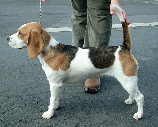 Beagle — race de chien