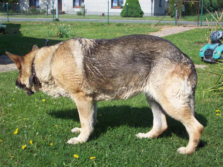 Berger Allemand — photo de la race de chien originaire de Allemagne (1)