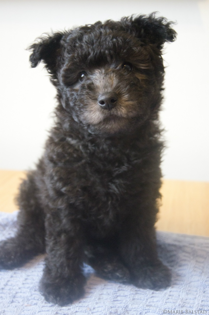 Pumi — photo de la race de chien originaire de Hongrie (4)
