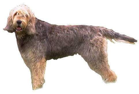 Otterhound — photo de la race de chien originaire de Royaume-Uni (3)