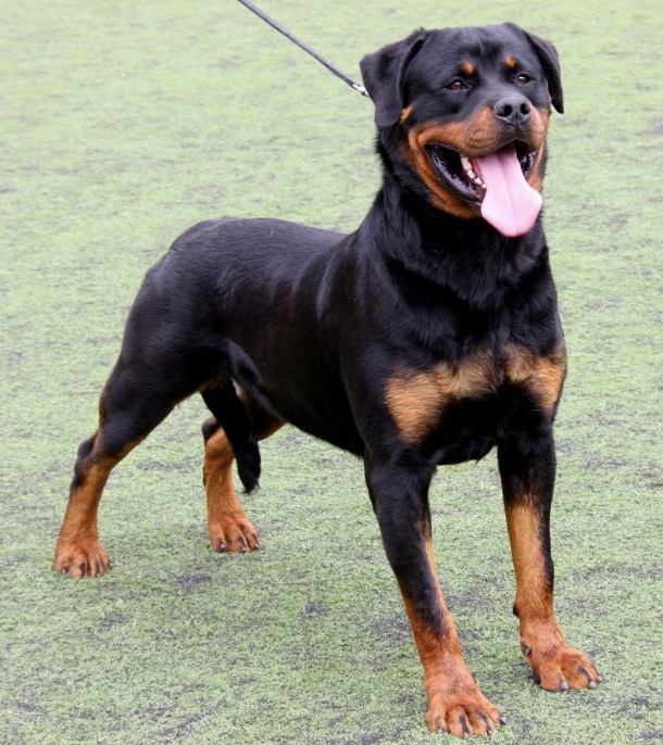 Rottweiler — photo de la race de chien originaire de Allemagne (6)