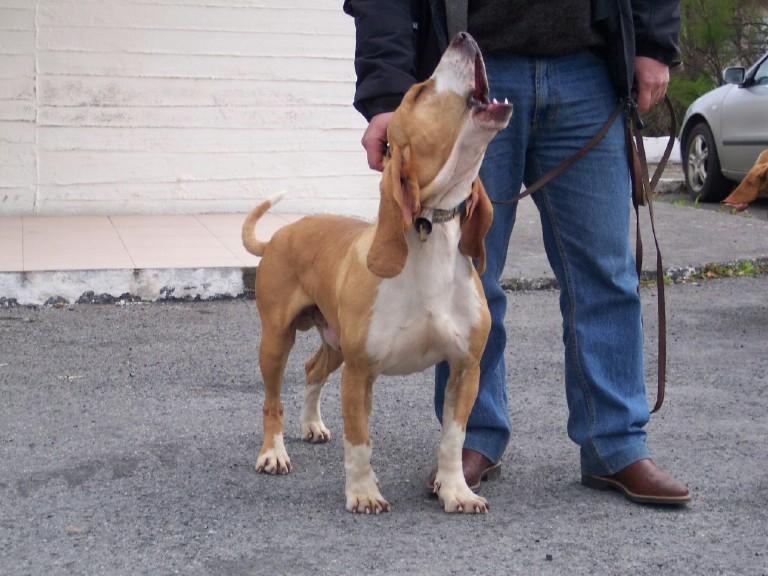 Chien courant espagnol — photo de la race de chien originaire de Espagne (3)