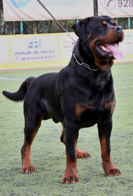 Rottweiler — photo de la race de chien originaire de Allemagne (5)