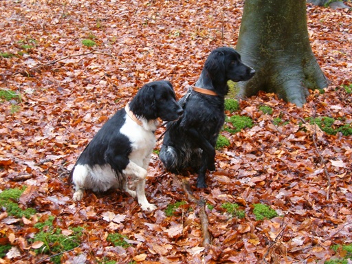 Petit Münsterländer — photo de la race de chien originaire de Allemagne (1)