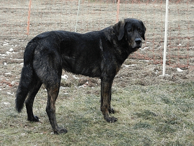 Chien de Castro Laboreiro — photo de la race de chien originaire de Portugal (2)